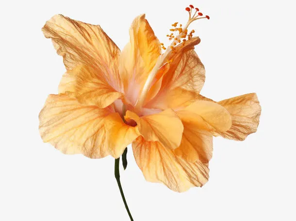 黄色木槿花免抠
