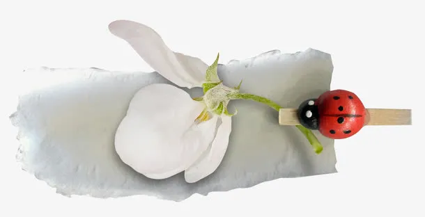 夹子花朵纸张免抠
