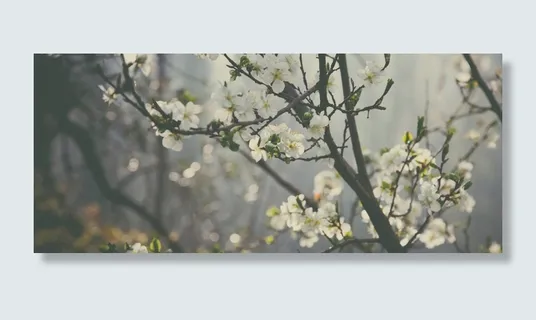 梨花背景高清 梨花背景高清