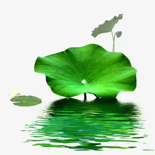 绿色荷叶免抠