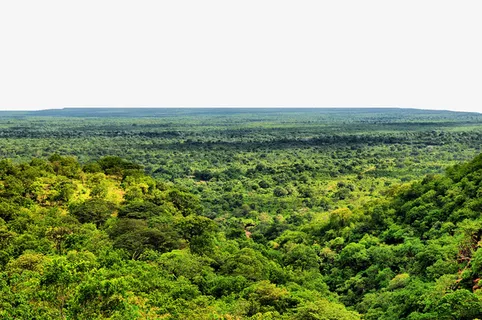 绿草绿树成片免抠