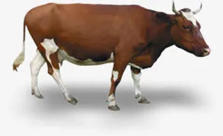 棕色皮毛老黄牛图标免抠