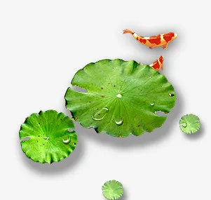 荷花荷叶免抠