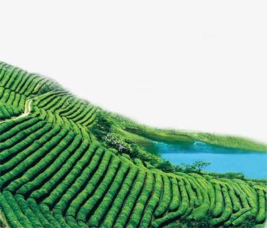 绿色茶山免抠