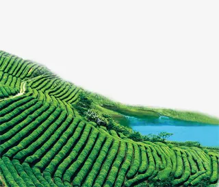 绿色茶山免抠