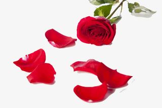 一枝开放玫瑰花免抠