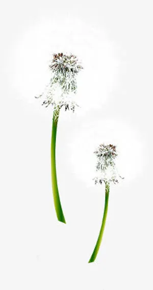 春天清新田园蒲公英免抠