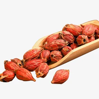 栀子，山栀子免抠