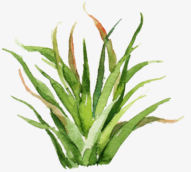 唯美森系仙人掌芦荟免抠