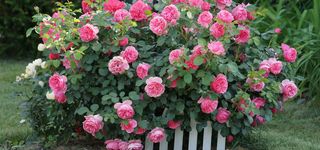 日系文艺清新淡色唯美蔷薇背景高清