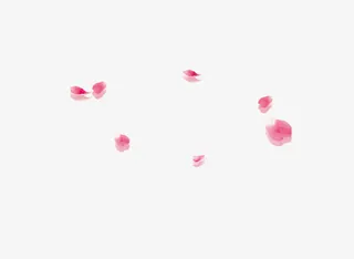 花瓣玫瑰花免抠