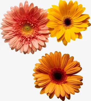 三朵菊花免抠