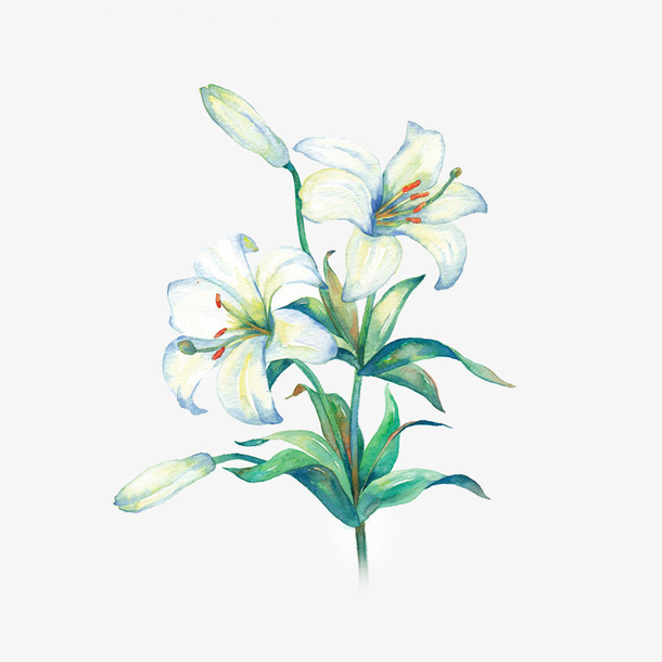 水彩百合花免抠