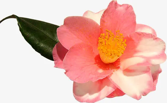 粉色茶花免抠