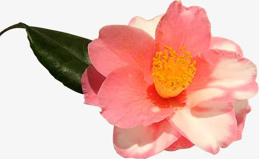 粉色茶花免抠 粉色茶花免抠