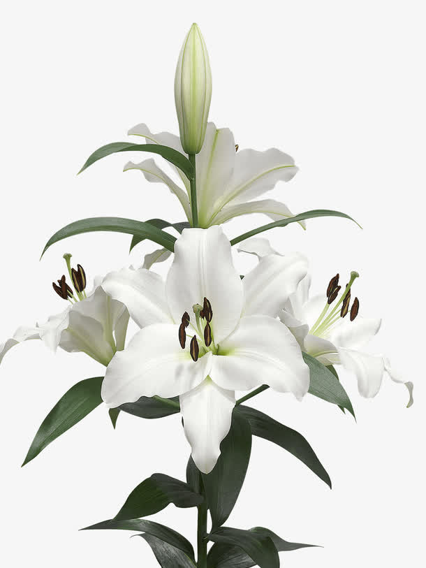 鲜花装饰免抠