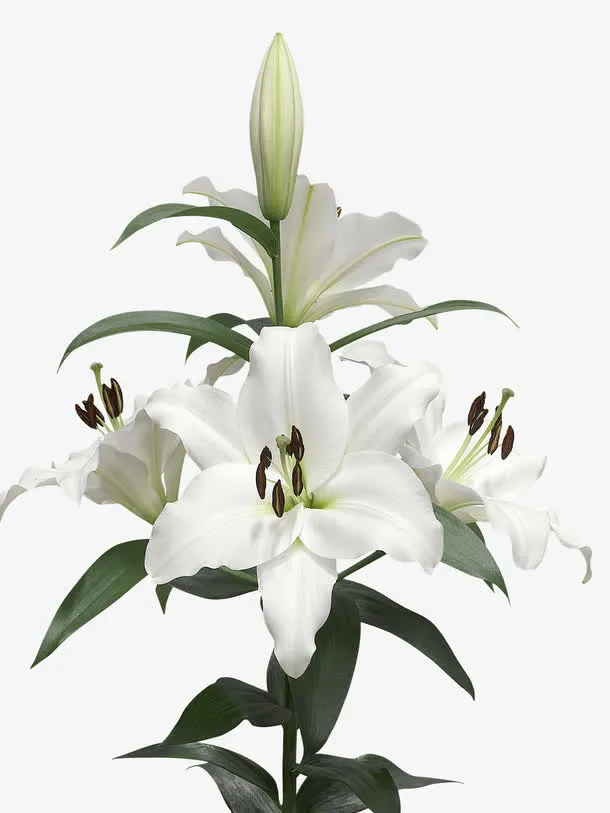 鲜花装饰免抠