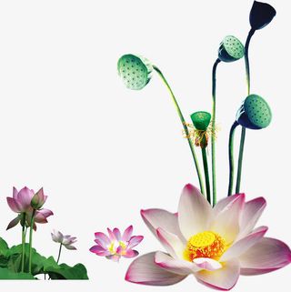 荷花莲蓬荷叶素材免抠