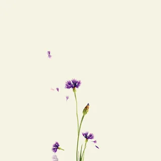 灰色清新花朵背景图高清