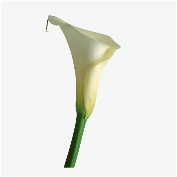 花朵免抠