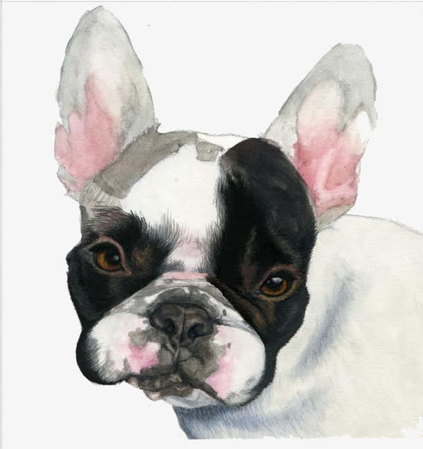黑色斗牛犬免抠