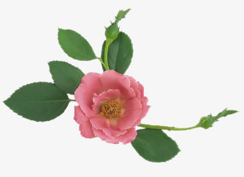 花免抠