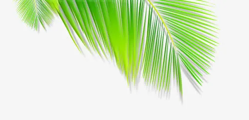 棕榈叶免抠