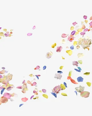 五颜六色的花瓣免抠