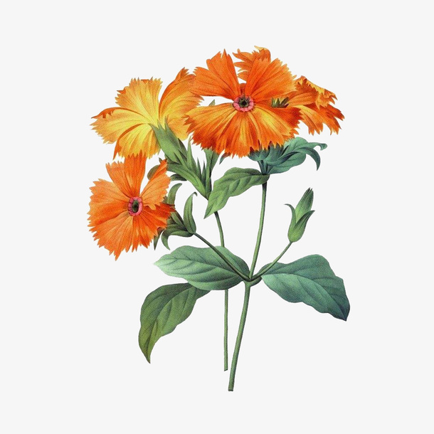 手绘可爱菊花图片免抠