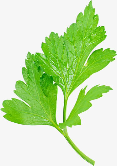 新鲜的香菜叶免抠