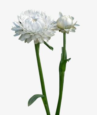 一株白蜡菊图片素材免抠