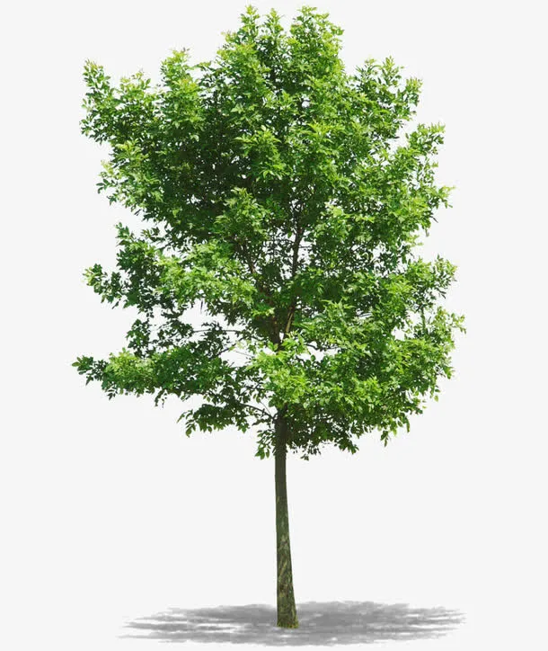 春天绿色树木免抠动植物植物元素