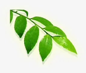 绿色夏日新鲜树叶免抠