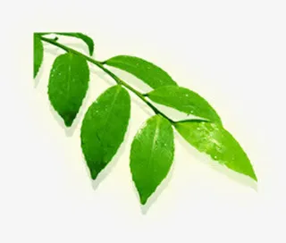 绿色夏日新鲜树叶免抠