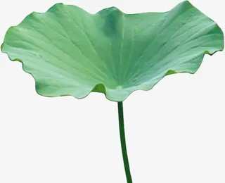 绿色的荷叶免抠