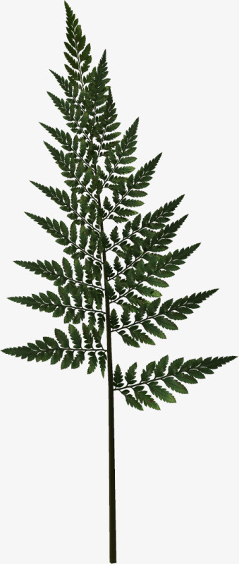水彩花草素材装饰免抠