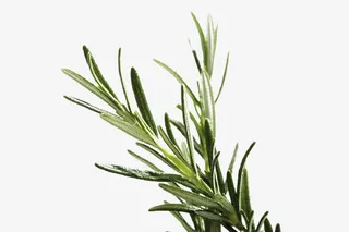 草本植物迷迭香免抠