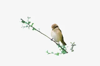 站在枝头的鸟免抠