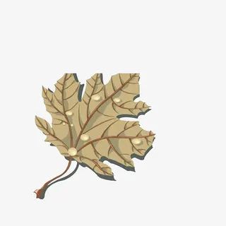 掉落的枯黄树叶免抠