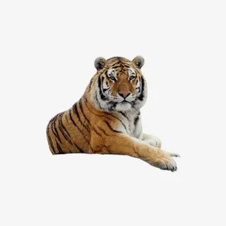 凶猛可爱老虎素材免抠