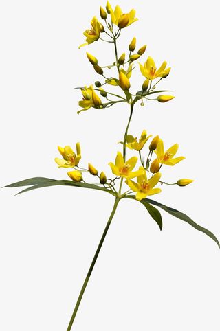 田园风风格田园风元素免抠