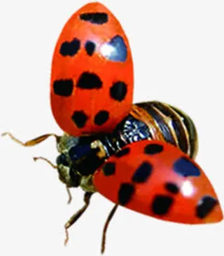 春天美景瓢虫风光免抠装饰动物元素