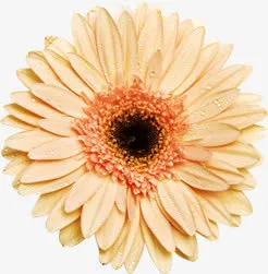 春天黄粉色菊花装饰免抠