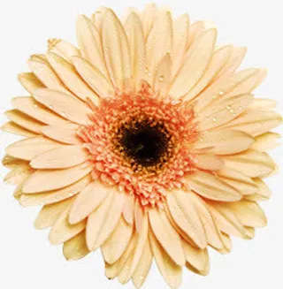 春天黄粉色菊花装饰免抠