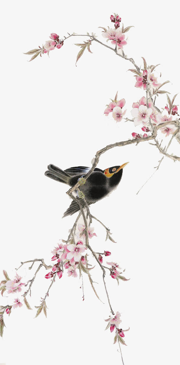 花鸟图免抠