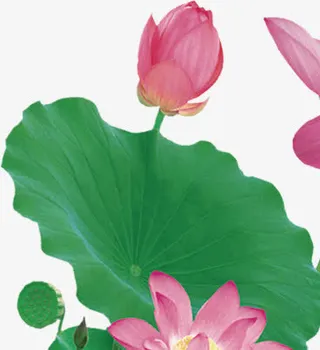 春天粉色荷花绿叶免抠
