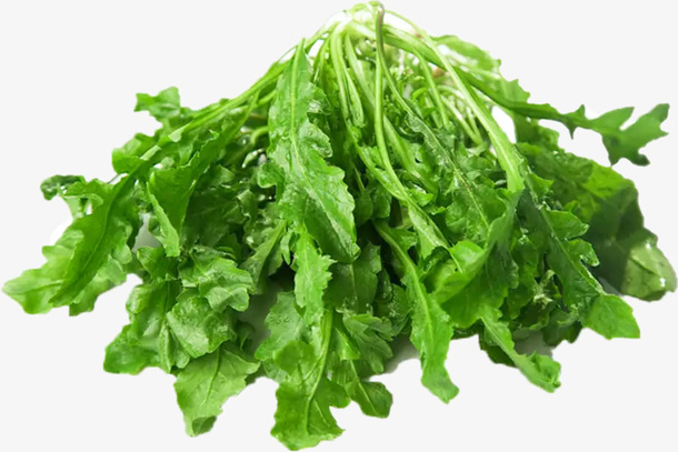 新鲜嫩绿的荠菜免抠动植物植物元素