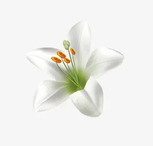 百合花免抠