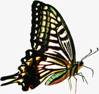 黑色夏日卡通美丽蝴蝶免抠