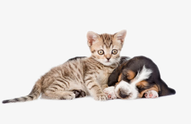 宠物狗猫矢量免抠